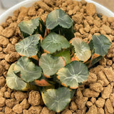 Haworthia Maughanii Inazuma Variegated