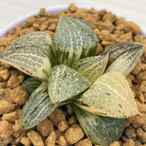Haworthia JADE PICTA VARIEGATED Picta Amber Variegated