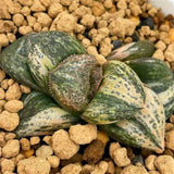 Haworthia Splendens Jewelry Queen Variegated