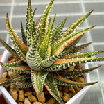 Haworthia Hard Leaf Jyuni no Hikari Variegated