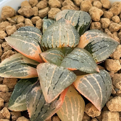 Haworthia Kaurijima Variegated
