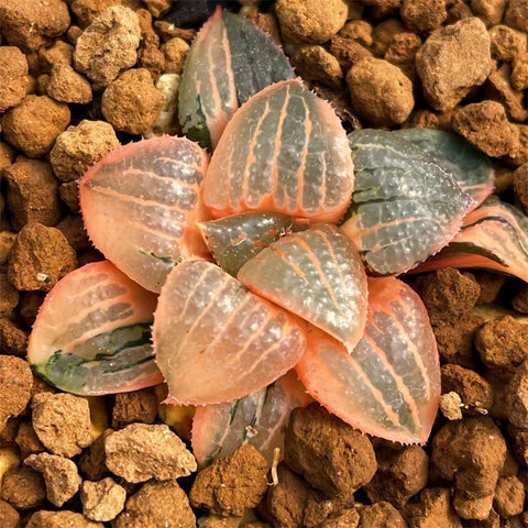 Haworthia Kaurijima Variegated
