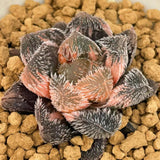 Haworthia Keganii X Haworthia Cooperi Var. Venusta Variegated