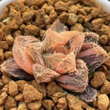 Haworthia Keganii X Haworthia Cooperi Var. Venusta Variegated