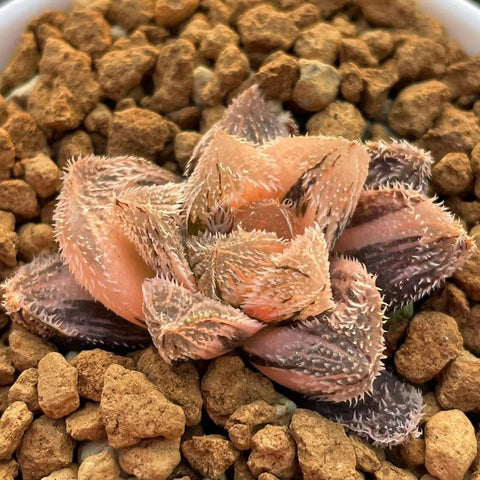 Haworthia Keganii X Haworthia Cooperi Var. Venusta Variegated