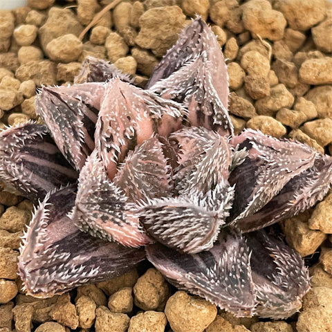 Haworthia Keganii X Haworthia Cooperi Var. Venusta Variegated