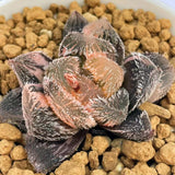 Haworthia Keganii X Haworthia Cooperi Var. Venusta Variegated