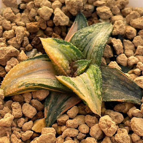Haworthia Hard Leaf 'Kintaikyo' Variegated