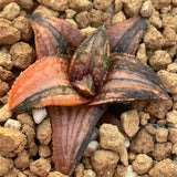 Haworthia Hard Leaf 'Kintaikyo' Variegated