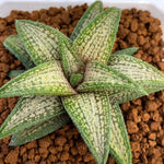 Haworthia Hard Leaf Kintaikyo Medium Size