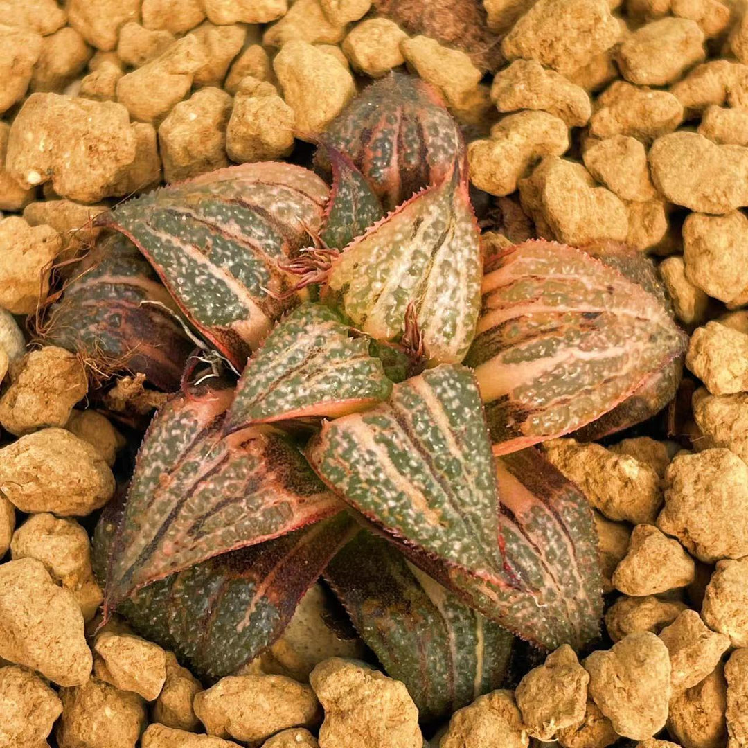 All – Page 37 – ChinaHaworthia All – Page 37 – ChinaHaworthia