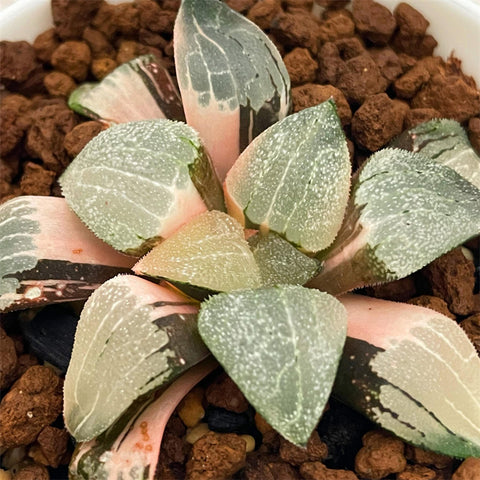 Haworthia Correcta Sealed Kiss Variegated