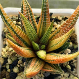 Haworthia Hard Leaf Koelmaniorum Hybrid Variegated