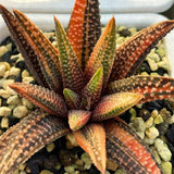 Haworthia Hard Leaf Koelmaniorum Hybrid Variegated