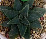 Haworthia Hard Leaf Short Leaf Koelmaniorum