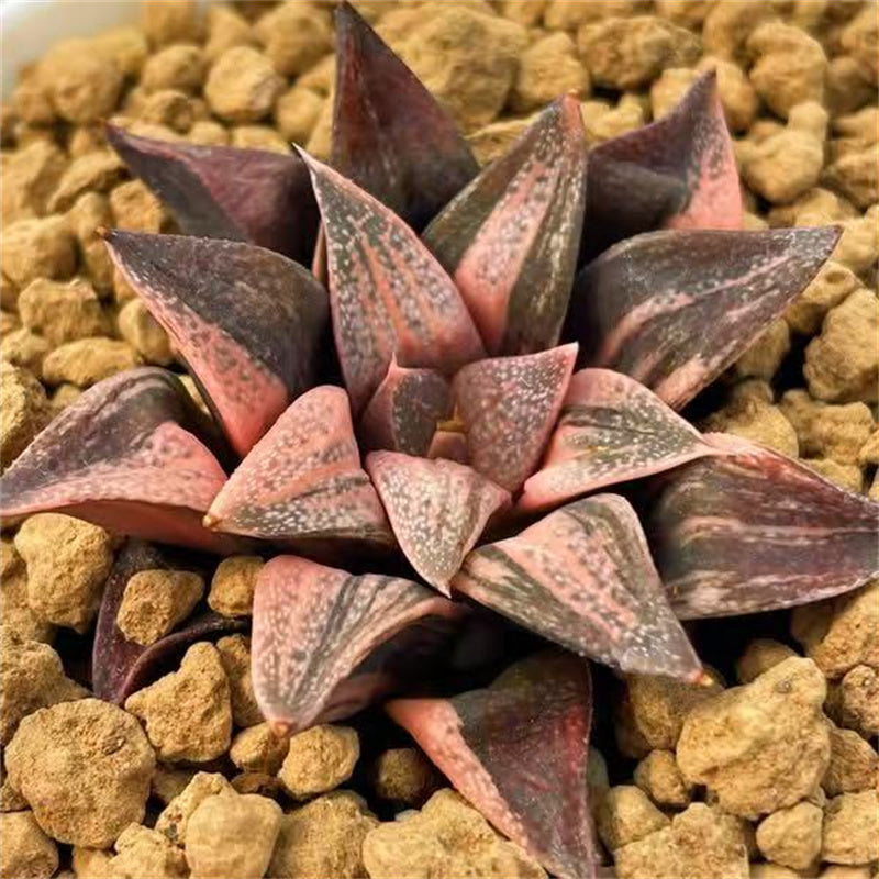 All – Page 33 – ChinaHaworthia