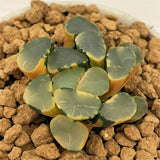 Haworthia Maughanii Lens Variegated