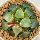 Haworthia Correcta LONGXI Variegated