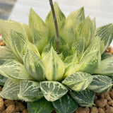 Haworthia Lotus Lantern Reverse Variegated