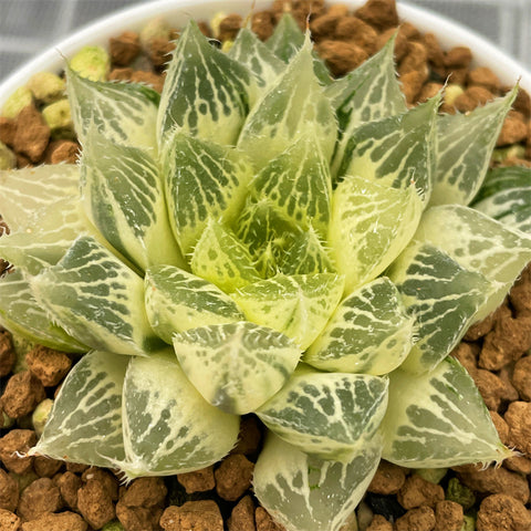 Haworthia Lotus Lantern Reverse Variegated