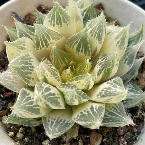 Haworthia Lotus Lantern Reverse Variegated
