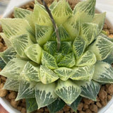 Haworthia Lotus Lantern Reverse Variegated