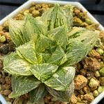 Haworthia Lotus Lantern Variegated size M