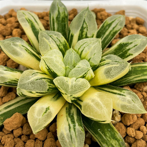 Haworthia Love Heart Variegated