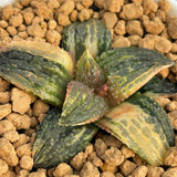 Haworthia 'MARILYN HYBRID' Variegated