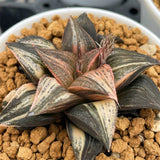 Haworthia Splendens MATCHA Variegated