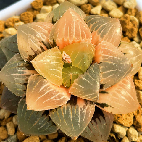 Haworthia Mochi Gyokuro Variegated