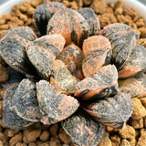 Haworthia  Mordor Variegated Big Size