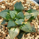 Haworthia Magic Queen Variegated