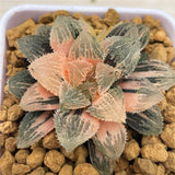 Hawrothia MAGIC THORN Variegated