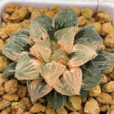 Hawrothia MAGIC THORN Variegated