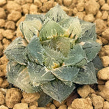 Hawrothia Magic Thorn Variegated