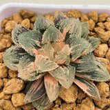 Hawrothia MAGIC THORN Variegated