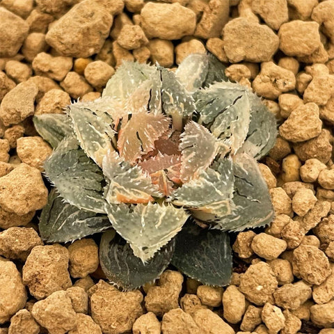 Hawrothia Magic Thron Variegated