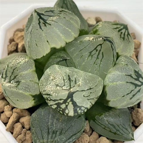 Haworthia Big Leaf Mutant Magnificent Concubine
