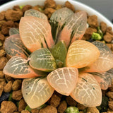 Haworthia Mangekyo Variegated