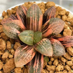 Haworthia Mangekyo Variegated