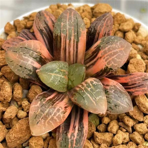 Haworthia Mangekyo Variegated