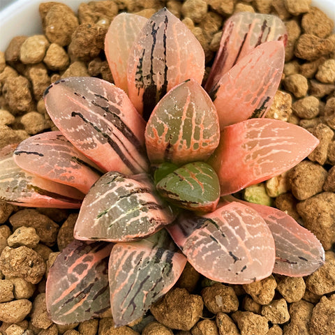Haworthia Mangekyo Variegated
