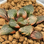Haworthia Mangekyo Variegated