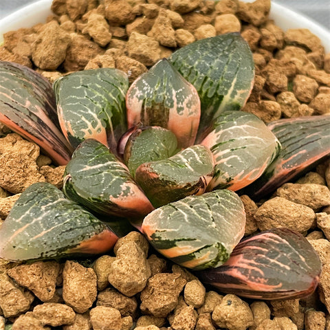 Haworthia Mangekyo Variegated