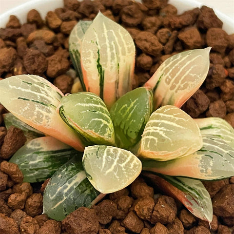 Haworthia Mangekyo Variegated