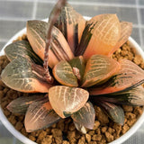 Haworthia 'MANGEKYO' Variegated