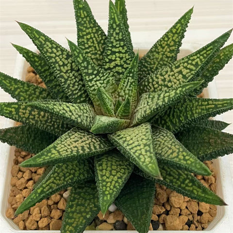 Haworthia Hard Leaf Marble Queen Mother Plant
