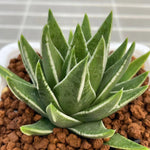 Haworthia Hard Leaf Marginata