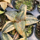 Haworthia MARILYN HYBRID Variegated
